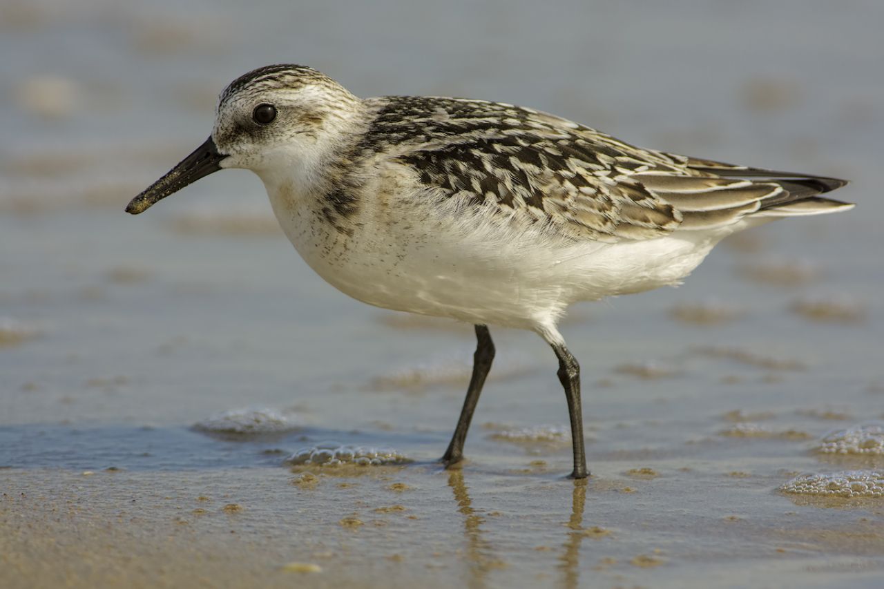 Piovanello tridattilo (Calidris alba)